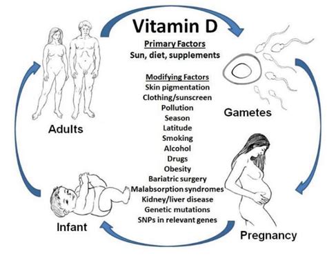 Vitamin D in pregnancy and lactation in humans 